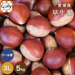 [ Ehime. каштан 3L5]* осенний тест .. верх беттер [ бесплатная доставка ][ подарок ][ прямая поставка от производителя ] Ehime производство . сырой каштан 3L размер и больше 5 kilo 