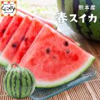 「熊本産春スイカ(L-2L)」★予約販売開始★【送料無料】【ギフト】熊本産 春スイカ \ 5月下旬以降発送予定 /西瓜 すいか フルーツ 果物 熊本すいか