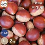 [ Ehime. каштан L2]* осенний тест .. верх беттер [ бесплатная доставка ][ подарок ][ тщательно отобранный товар ][ прямая поставка от производителя ] Ehime производство . сырой каштан L размер 2 kilo 