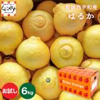 ショッピングデコポン 「お試し愛媛はるか3×2」【送料無料】【お試し品】<br>愛媛西宇和産はるか お試し6キロ(3キロ×2箱)デコポンをレモン色にしたような外見