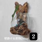 流木ガラス ドリフトウッド 置物 花