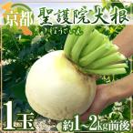 ~ Kyoto (столичный округ) ... дайкон ~ 1 шар примерно 1~2kg передний и задний (до и после) [ предварительный заказ 11 месяц последняя декада после ]