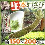 ”国産生本わさび” 約150〜200g以上 特大サイズ 1本 産地厳選 （時期により約100g以上×2本）【予約 入荷次第発送】