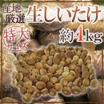 ~ очень большой jumbo сырой ....~ примерно 4kg производство земля тщательно отобранный [ предварительный заказ поступление последовательность отправка ] бесплатная доставка 