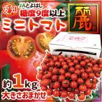 愛知県 JAとよはし ”ミニトマト 麗” 約1kg 大きさおまかせ 糖度9度以上【予約 入荷次第発送】
