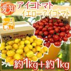  префектура Аичи производство ~ желтый Aiko помидор + Aiko помидор ~ превосходящий товар примерно 1kg+ примерно 1kg[ предварительный заказ 11 месяц последняя декада после ] бесплатная доставка 