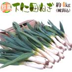 群馬県 ”下仁田ネギ” 16〜40本前後 約4kg 殿様ねぎ【予約 11月中下旬以降】