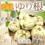 ~ Hokkaido производство .. корень ~ немного есть перевод 5~10 шар примерно 1kg...[ предварительный заказ 11 месяц последняя декада после ] бесплатная доставка 