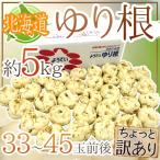 ~ Hokkaido производство .. корень ~ немного есть перевод 33~45 шар примерно 5kg...[ предварительный заказ 11 месяц последняя декада после ] бесплатная доставка 