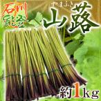 独特の食感とふくよかな風味♪季節の山菜！　”石川県 能登 山蕗” 約1kg やまぶき【予約 5月以降】 送料無料