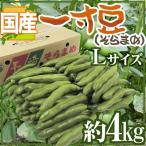 九州・和歌山産他 ”一寸豆（そら豆）” 大粒Lサイズ 約4kg【予約 4月以降】 送料無料