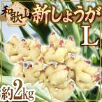~ Wakayama префектура производство новый имбирь ~ превосходящий товар L размер примерно 2kg[ предварительный заказ 6 месяц последняя декада после ] бесплатная доставка 