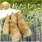 China производство ~ новый побеги бамбука ~ 4~8шт.@ примерно 2kg несессер ввод [ предварительный заказ 12 месяц после ]