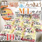 ショッピング10kg 洗いらっきょう 鳥取 JAいなば 福部産 ”砂丘らっきょう” M/Lサイズ 約10kg【予約 6月中旬以降】 送料無料