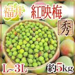  Fukui производство ~.. слива ~ превосходящий товар L~3L примерно 5kg[ предварительный заказ 6 месяц после ] бесплатная доставка 