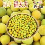 ~ Fukui производство удача futoshi Хара (.....)~ превосходящий товар L~3L примерно 5kg слива [ предварительный заказ 5 конец месяца после ] бесплатная доставка 
