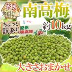 奈良・和歌山産 ”南高梅” ちょっと訳あり 約10kg 大きさおまかせ【予約 6月初旬以降】 送料無料