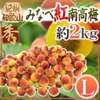 ~..* Wakayama производство . кастрюля . юг высота слива ~ превосходящий товар L примерно 2kg[ предварительный заказ 5 конец месяца после ] бесплатная доставка 