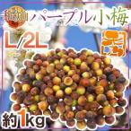 ”紀州・和歌山産 パープル小梅” 秀品 L/2Lサイズ 約1kg【予約 5月下旬以降】