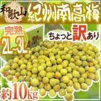 ショッピング梅干し 紀州・和歌山産 ”南高梅 完熟” 2L〜3L 約10kg ちょっと訳あり【予約 6月以降】 送料無料