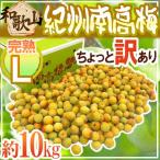 紀州・和歌山産 ”南高梅 完熟” L 約10kg ちょっと訳あり【予約 6月以降】 送料無料