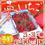 ショッピングいちご 徳島県勝占産 ”夢いちご” 2Lor3Lor大粒○ 約250g×4pc【予約 12月以降】 送料無料