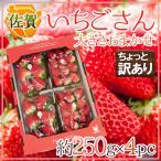 佐賀 ”いちごさん” ちょっと訳あり 約250g×4パック 大きさおまかせ【予約 12月〜1月以降】 送料無料