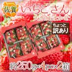 ショッピングワケあり 佐賀 ”いちごさん” ちょっと訳あり 約250g×4パック×《2箱》 大きさおまかせ【予約 12月以降】 送料無料