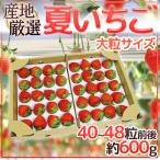 ”夏いちご” 40〜48粒前後 約600g 産地厳選【予約 6月下旬以降】