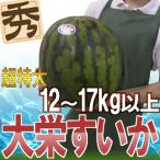 鳥取県 ”ジャンボ大栄すいか” 秀品 特大6L 約12kg以上 大栄西瓜【予約 6月以降】 送料無料