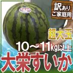 ショッピングスイカ 鳥取県 ”ジャンボ大栄すいか” 訳あり 特大5Lサイズ 約10〜11kg 大栄西瓜【予約 6月中旬以降】