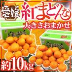 ”愛媛産 紅まどんな” 約10kg 大きさおまかせ ご家庭用【予約 12月以降】 送料無料
