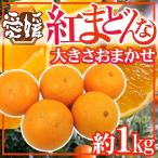 ”愛媛産 紅まどんな” 約1kg 大きさおまかせ ご家庭用【予約 12月以降】