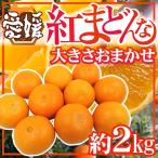 ”愛媛産 紅まどんな” 約2kg 大きさおまかせ ご家庭用【予約 12月以降】 送料無料