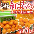 愛媛産 ”紅まどんな” 約6kg 大きさおまかせ ご家庭用【予約 12月以降】 送料無料