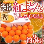 愛媛産 ”紅まどんな” 秀品 Lサイズ以上 約3kg 化粧箱【予約 12月以降】 送料無料
