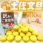 ”高知産土佐文旦”訳ありL〜4Lサ...