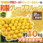 ”和製グレープフルーツ” 訳あり 約10kg 大きさおまかせ【予約 4月以降】 送料無料