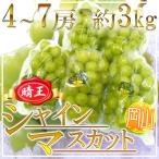  Okayama производство ~ автомобиль in мускат [..]~ 4~7. примерно 3kg виноград [ предварительный заказ 7 месяц последняя декада после ] бесплатная доставка 