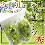  виноград Okayama производство ~ Seto ja Ian tsu~ превосходящий товар 2. примерно 1kg несессер [ предварительный заказ 9 месяц после ] бесплатная доставка 