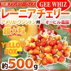 ”アメリカ産 ジーウィズ レーニアチェリー” 約500g イエロー等級 さくらんぼ【予約 6月下旬以降】 送料無料