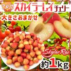 ショッピングさくらんぼ アメリカ産 ”スカイラーレイチェリー” 約1kg さくらんぼ【予約 6月下旬以降】 送料無料