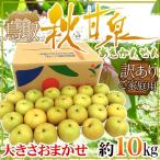  Tottori префектура ~ осень . Izumi груша ~ есть перевод примерно 10kg размер случайный [ предварительный заказ 9 месяц после ] бесплатная доставка 