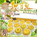 鳥取県 ”秋甘泉梨” 秀品 10〜16玉前後 約5kg【予約 9月以降】 送料無料