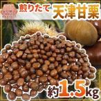 【送料無料】焼きたて・炒りたてを当日発送! ”天津甘栗” 約1.5kg こだわり産地限定!採れたて新栗♪【予約 10月中旬以降】