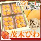 長崎県 ”茂木びわ” 訳あり 大玉L/2Lサイズ 約250g×4pc（約1kg）【予約 3月下旬以降】 送料無料