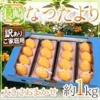長崎県 ”なつたよりびわ” 訳あり 約250g×4pc(計約1kg) 大きさおまかせ 枇杷【予約 5月上旬以降】 送料無料
