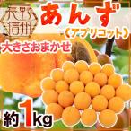 長野県 ”生あんず” 約1kg 大きさおまかせ アプリコット【予約 6月中下旬以降】 送料無料