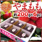  Tokushima префектура ~....~ примерно 200g×6pc( всего примерно 1.2kg)[ предварительный заказ 6 месяц средний последняя декада после ] бесплатная доставка 