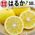 はるか 訳あり みかん 10kg 柑橘 M〜3Lサイズ 5kg×2箱 愛媛県産 サイズお任せ 出荷日お任せ 指定日不可 ギフト広場